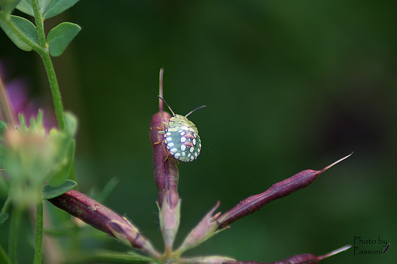Pentatomidae: giovane Nezara viridula